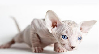 sphynx cat image