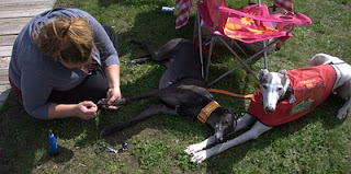 Lindsay paints Bettina greyhounds nails-Blue greyhound watches