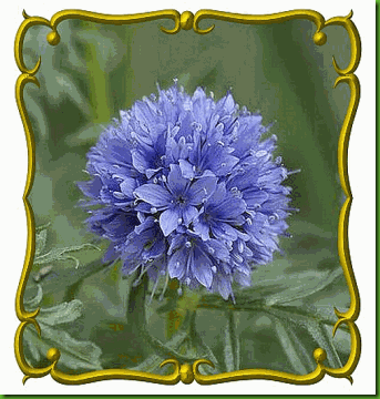 Gilia Globo Gilia Globo