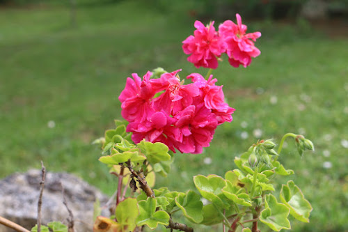 Pelargonium