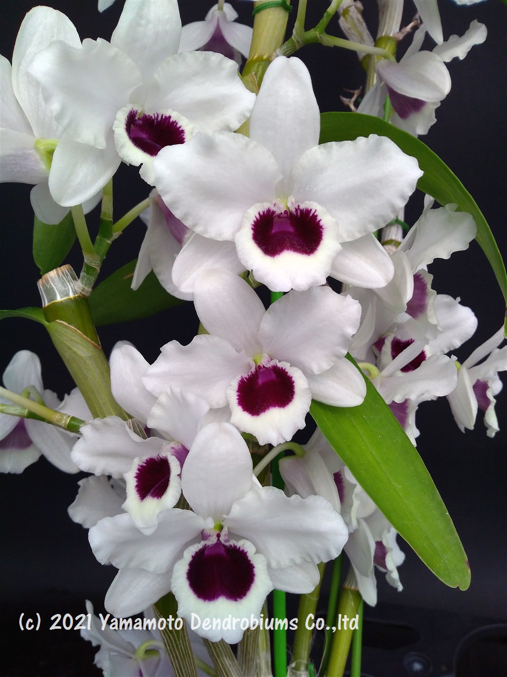 商品情報 21 07 02 Dendrobium Blog