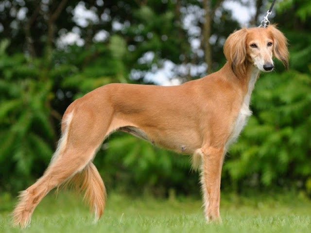 Saluki