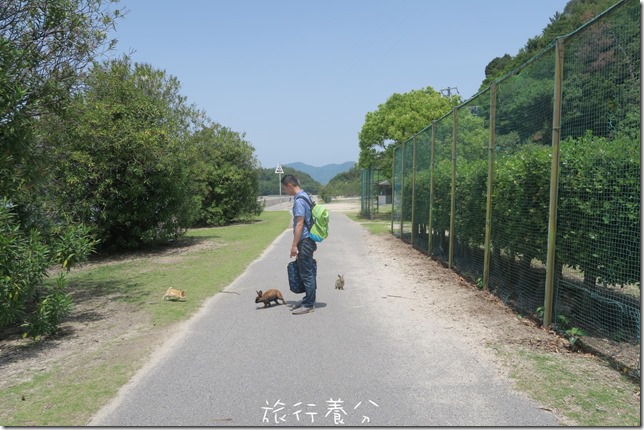 大久野島 兔子島 (32)