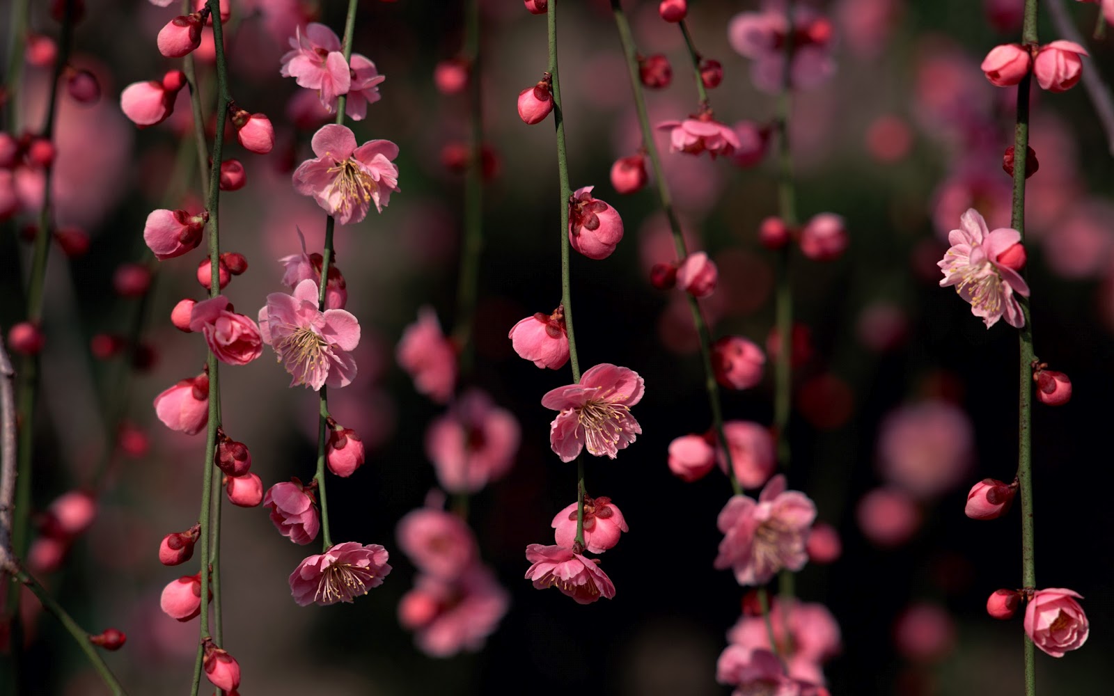 Sakura Blossom Awesome Spring Flowers Wallpaper  HD Nature Wallpapers