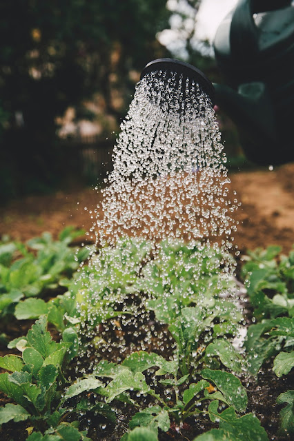 Water pouring from a watering can over baby plants