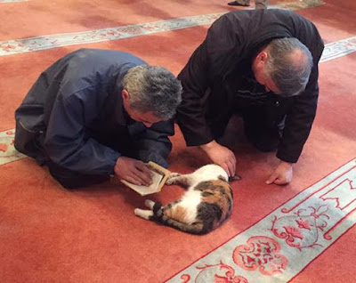 foto kucing di dalam masjid 03