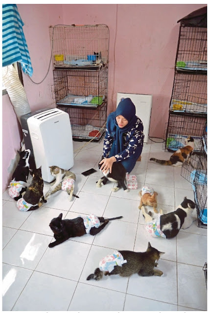 Berhabis RM15,000 Sebulan Untuk Kebajikan Kucing