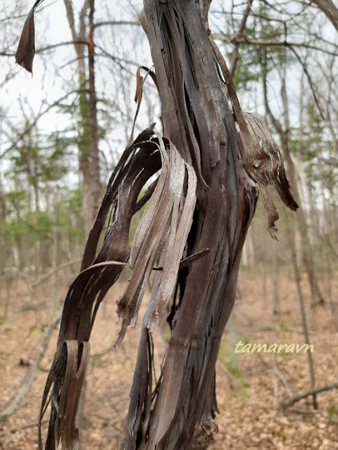 Виноград амурский (Vitis amurensis)