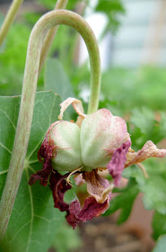 Nasturtium Seeds