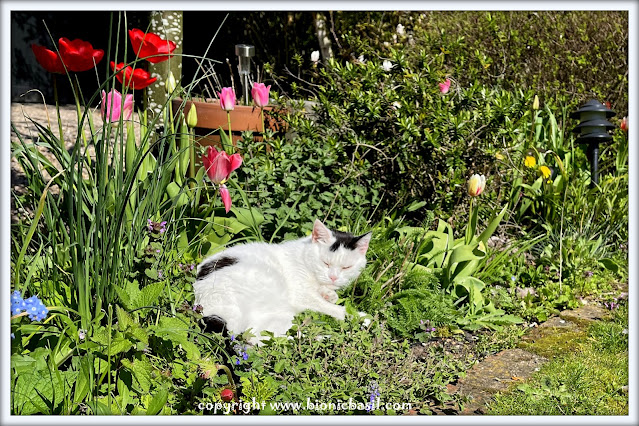 The BBHQ Midweek News Round-Up ©BionicBasil® Smooch's Catmint Sunspot