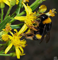 Abejorro común (Bombus terrestris)