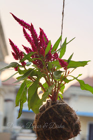 How To Make Kokedama