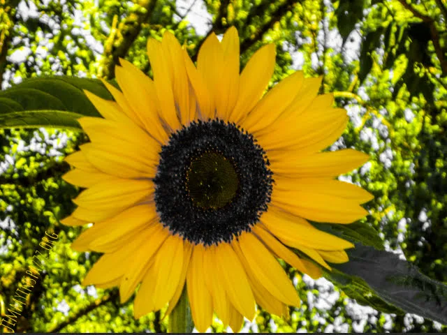 Sunflower against sky with yellow pigment only