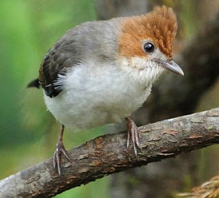 Suara Burung Yuhina kalimantan