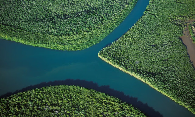  In Madagascar, TreeSisters is helping the Eden Reforestation Projects plant lost mangrove trees along the coast. 