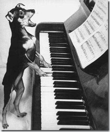 cane pianista