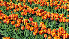 Nautical by Nature | Pacific Northwest Trip | Skagit Valley Tulip Festival