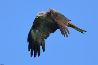 milano negro-milvus migrans-aves-aves rapaces-milano negro volando-