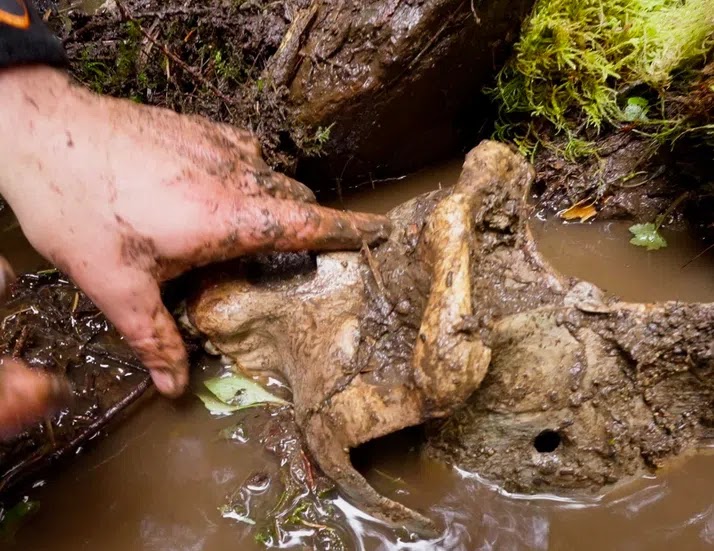Coyote Peterson Leaks Photos of ‘Bigfoot Skull’ Found in British Columbia, Warns Officials Will ‘Cover Up’ Proof