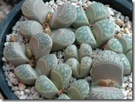 Lithops hermutii