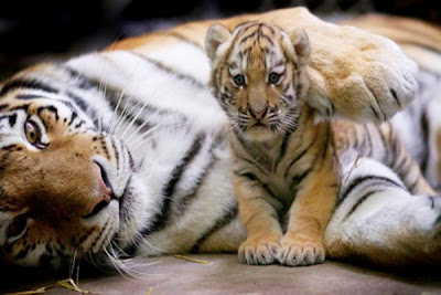 Tiger cubs in Pittsburgh Zoo and PPG Aquarium