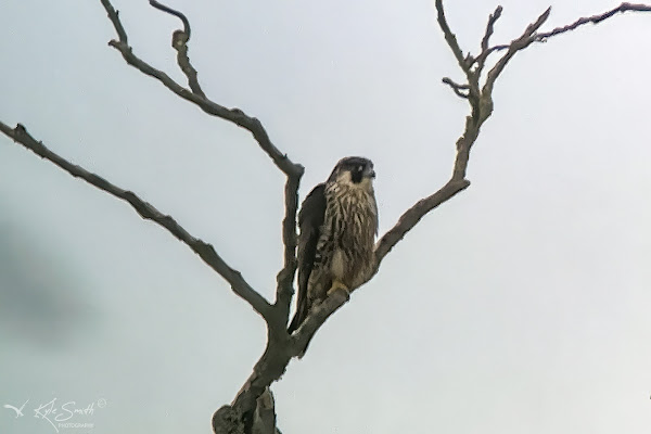 Peregrine