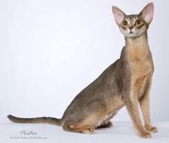 Blue Abyssinian Cat for sale