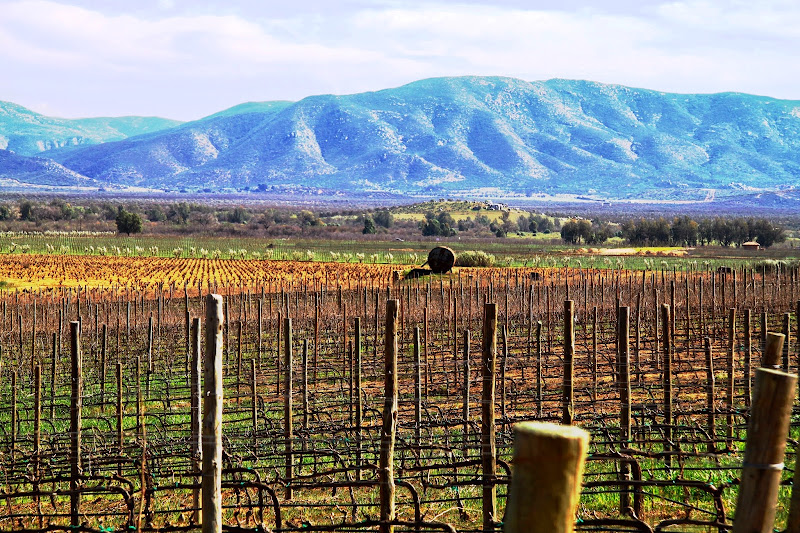 Baja's Valle de Guadalupe Wine Region Ensenada Baja California Mexico