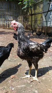 ayam gaok contoh ayam kampung indonesia  madura yang sedang dikembangkan balitnak