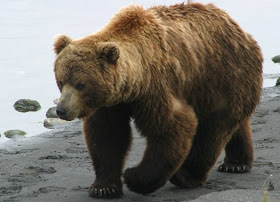 european brown bear romania