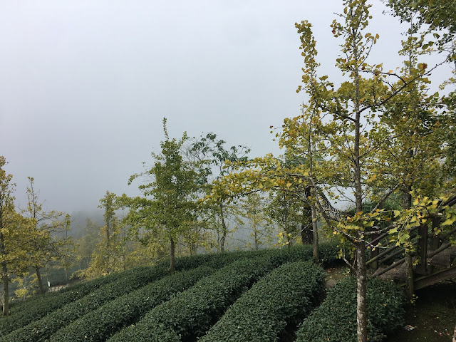 Gingko biloba forest in Nantou, Taiwan