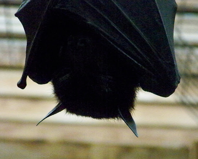 A large fruit bat's head in profile, upside down, with prominent ears