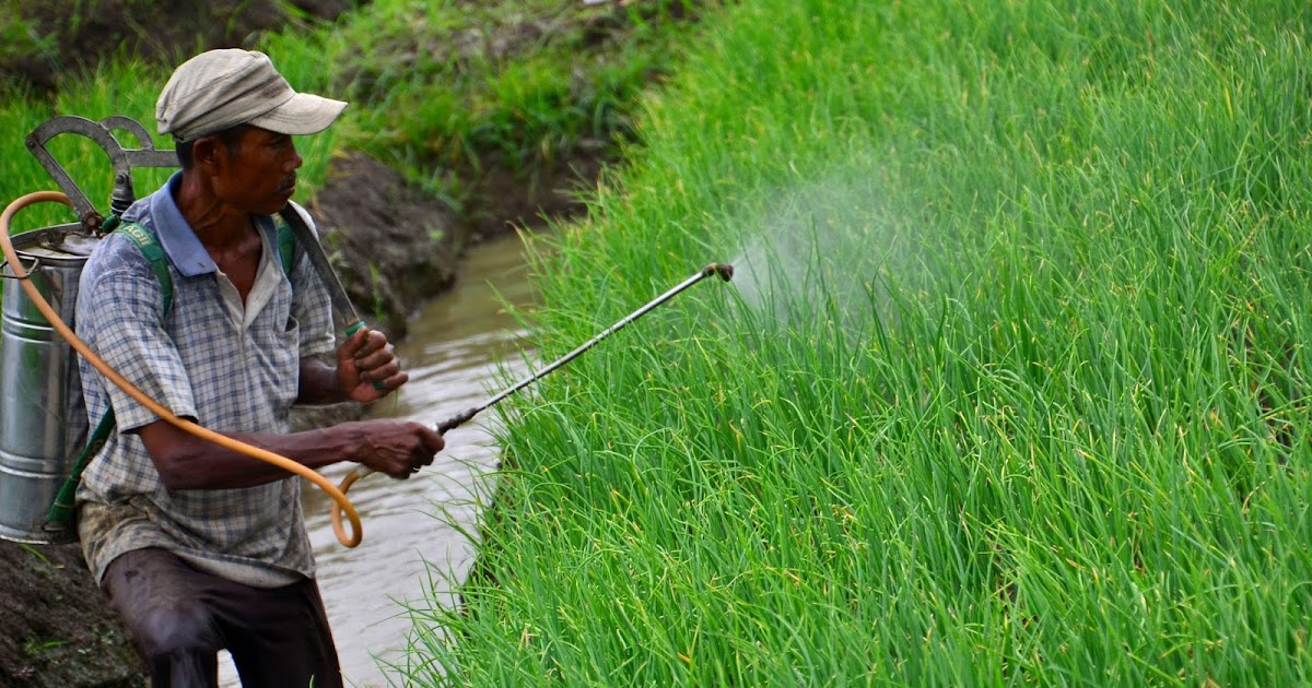 Info Petani: Cara Pembuatan Pestisida Nabati Dari Bawang ...