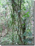 Vanilla Vine