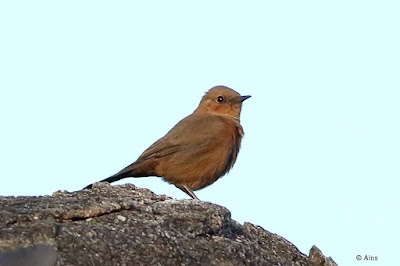 "Brown Rock Chat - Oenanthe fusca, perched in the evening kight on a rock."