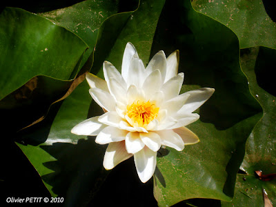 VILLERS-LES-NANCY (54) : Le jardin botanique du Montet