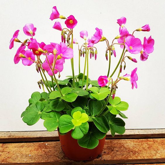 Кислица Боуви (Oxalis bowiei)