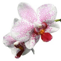 Orqudea