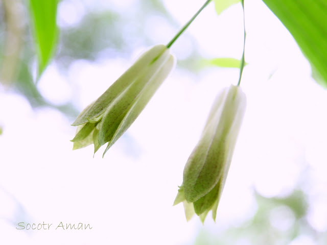 Disporum sessile