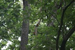 Lesser golden-backed Woodpecker