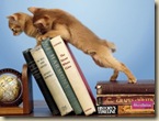 1024x768_Gatos_Sobre_os_Livros_c96304174c