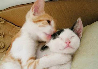 funny cute licking pussy cat photos