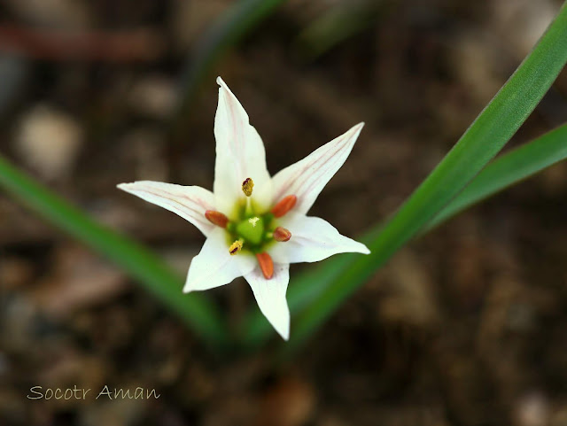 Amana edulis