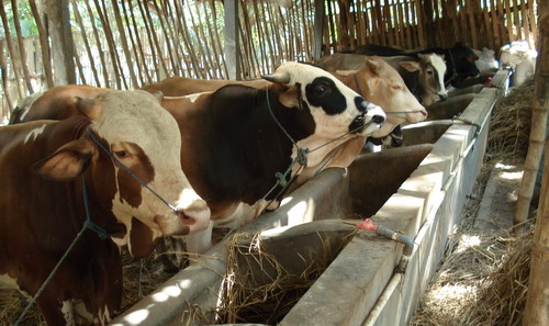 penggemukan sapi lokal