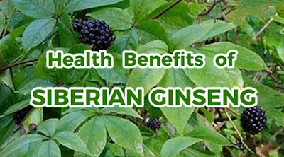 10 Benefits of Siberian Ginseng - Natural Health Guide