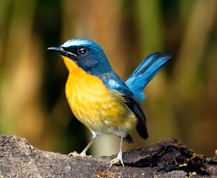 Mengetahui Perbedaan Fisik Burung Tledekan Gunung Dan Bakau Yang Akurat Kicau Mania