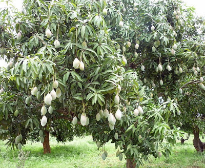 khasiat buah mangga