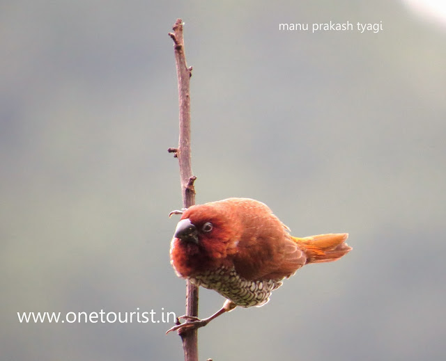 bird watching , photography 