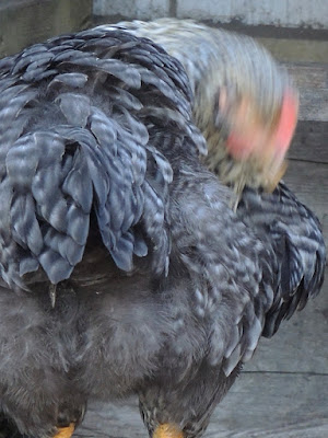 kippen en poezen uit de kempen