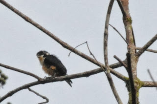 Black-thighed Falconet (Microhierax fringillarius)